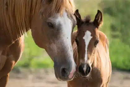Escritorio con documentos financieros, gráficos de tendencias y símbolos de mercado de bonos