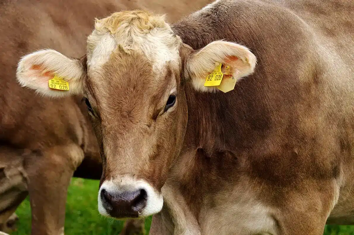 Vacas en sistema intensivo alimentadas con silaje de ma&iacute;z en establo moderno