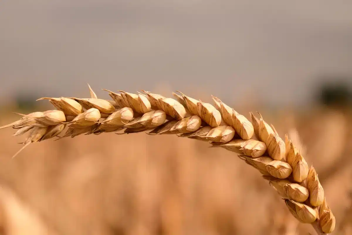 Campos agrícolas argentinos con suelo húmedo y cielo nublado, ilustrando riesgo de lluvias